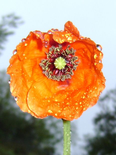 http://a7.idata.over-blog.com/1/38/31/87/Entre-les-gouttes/mon-coquelicot-coup-de-coeur.jpg