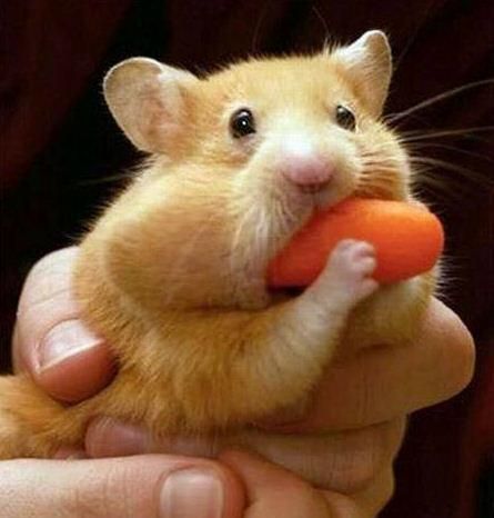 hamster-goinfre.jpg