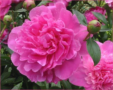 pivoines.jpg