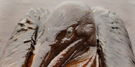 Marée noire : les Etats-Unis se joindraient aux plaintes contre BP