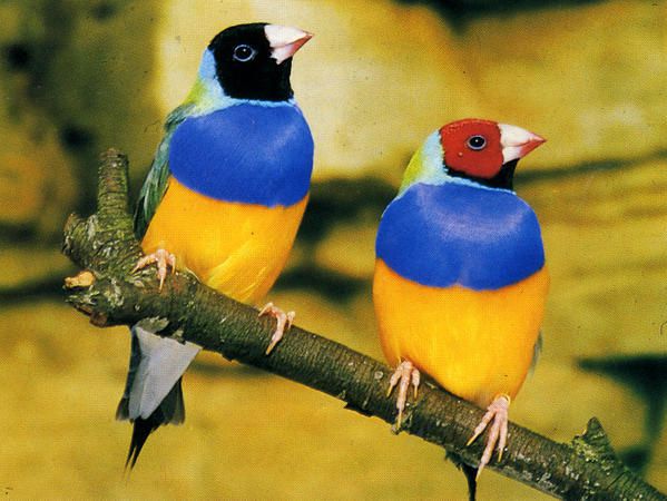 Le sexage des oiseaux par ADN, la technique la plus fiable - Iberogen